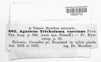 Ripartites tricholoma image